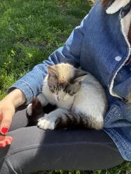 Found/Stray Unknown Cat last seen Tioga and Broad, Philadelphia, PA 19140