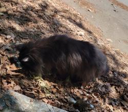 Found/Stray Unknown Cat last seen 29th and Franklin St, Richmond, VA 23223
