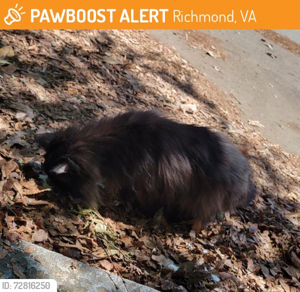 Found/Stray Unknown Cat last seen 29th and Franklin St, Richmond, VA 23223