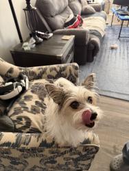 Reunited Female Dog last seen Stone Pile Gap Rd, Dahlonega, GA 30533