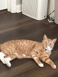 Lost Female Cat last seen Carla Pl, Norcross, GA 30093