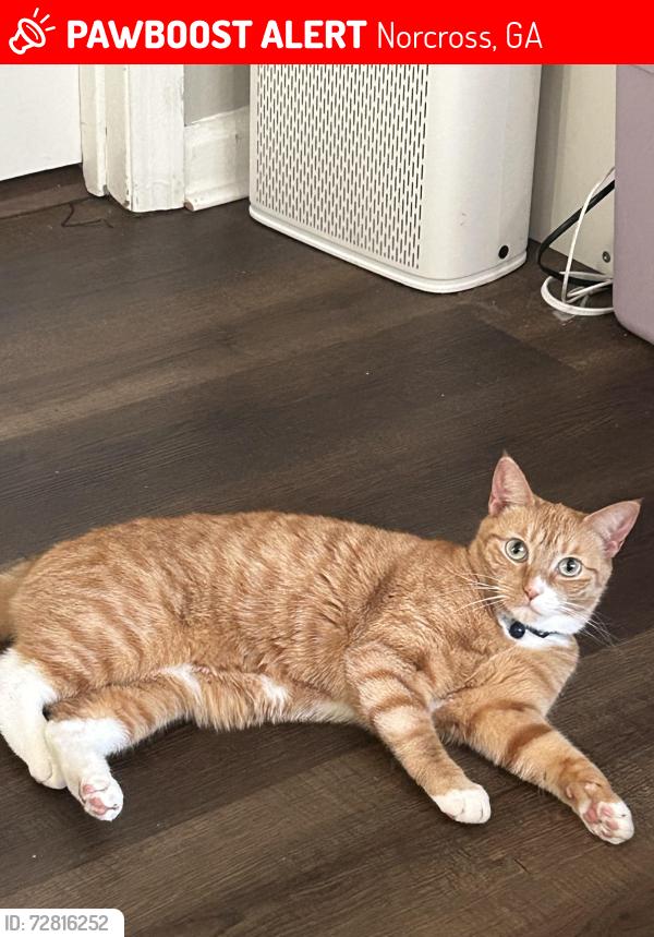 Lost Female Cat last seen Carla Pl, Norcross, GA 30093