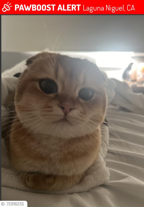 Lost Female Cat last seen teton/rubicon court, big bend neighborhood Laguna Niguel , Laguna Niguel, CA 92677