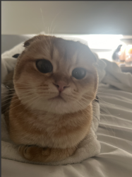 Lost Female Cat last seen teton/rubicon court, big bend neighborhood Laguna Niguel , Laguna Niguel, CA 92677