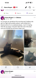 Lost Female Cat last seen Westgate ave, Odessa, TX 79764