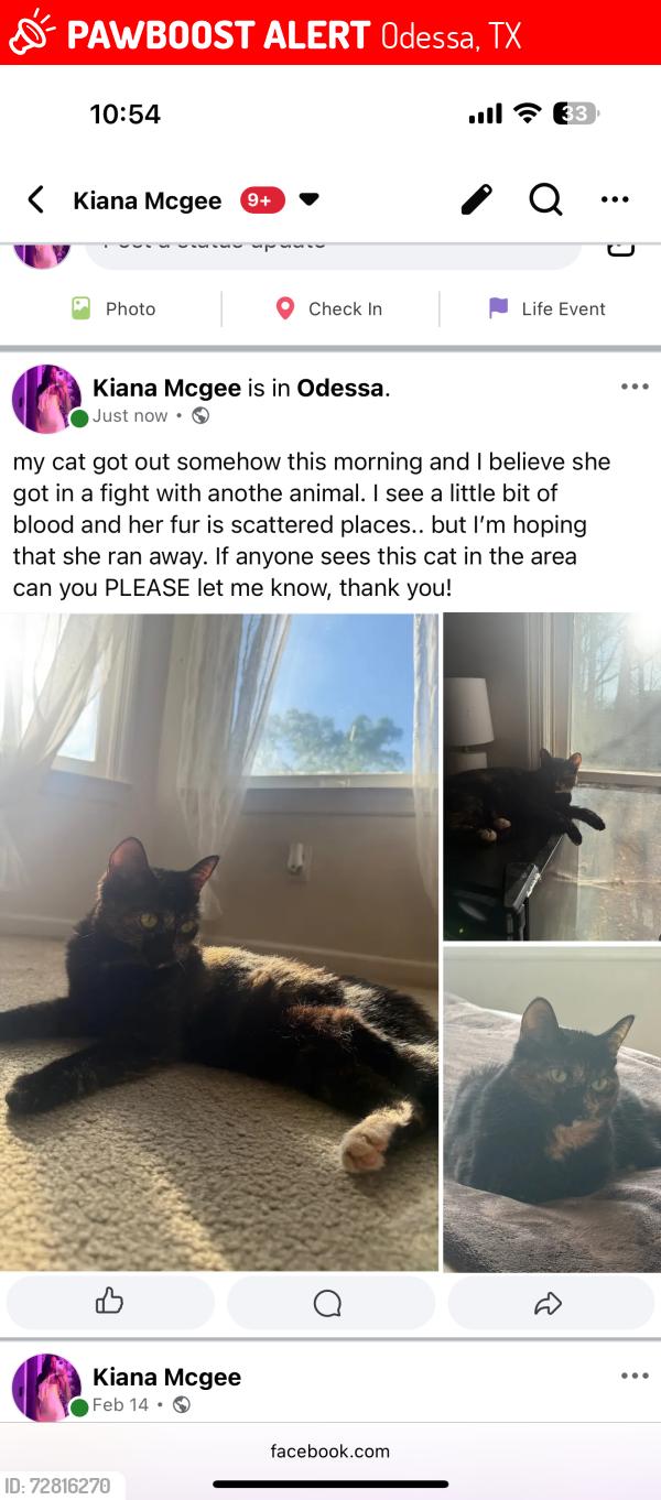 Lost Female Cat last seen Westgate ave, Odessa, TX 79764