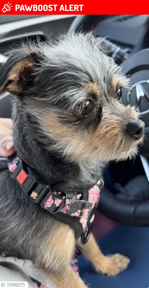 Lost Female Dog last seen Super 8 Hotel Mt Laurel nj, Mount Laurel Township, NJ 08054