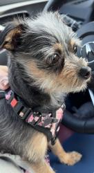 Lost Female Dog last seen Super 8 Hotel Mt Laurel nj, Mount Laurel Township, NJ 08054