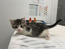 Shelter Stray Female Cat last seen E 75th St & Askew Ave, 64132, 64132, MO, Kansas City, MO 64132