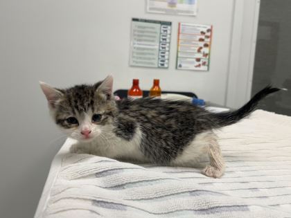 Shelter Stray Female Cat last seen E 75th St & Askew Ave, 64132, 64132, MO, Kansas City, MO 64132