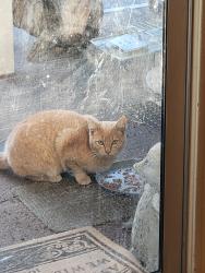 Found/Stray Unknown Cat last seen Fruitvale , Yakima, WA 98902