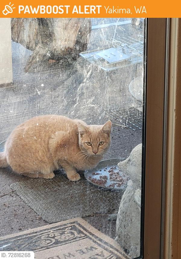 Found/Stray Unknown Cat last seen Fruitvale , Yakima, WA 98902