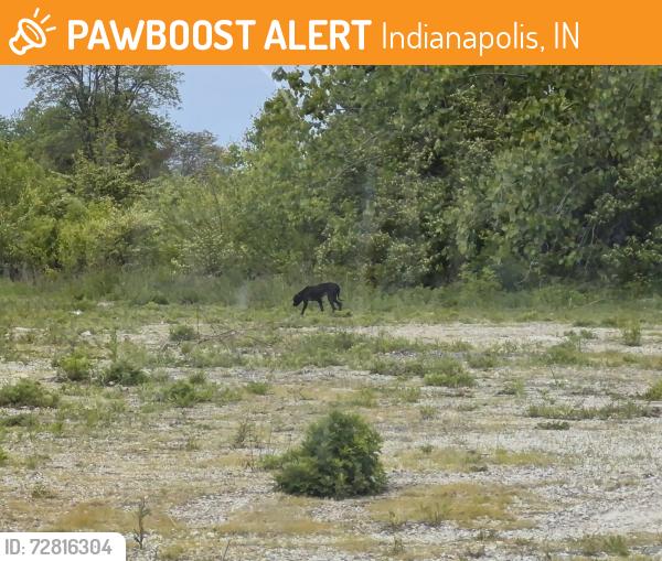 Found/Stray Unknown Dog last seen Right behind Alivio Medical Center, Indianapolis, IN 46218