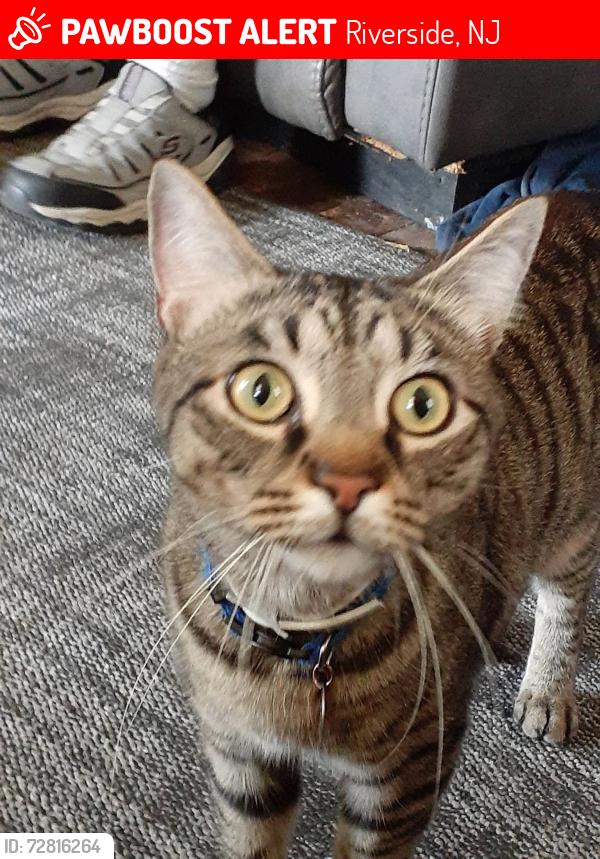 Lost Male Cat last seen 7th Street , Riverside, NJ 08075