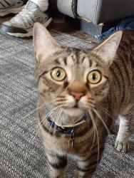 Lost Male Cat last seen 7th Street , Riverside, NJ 08075