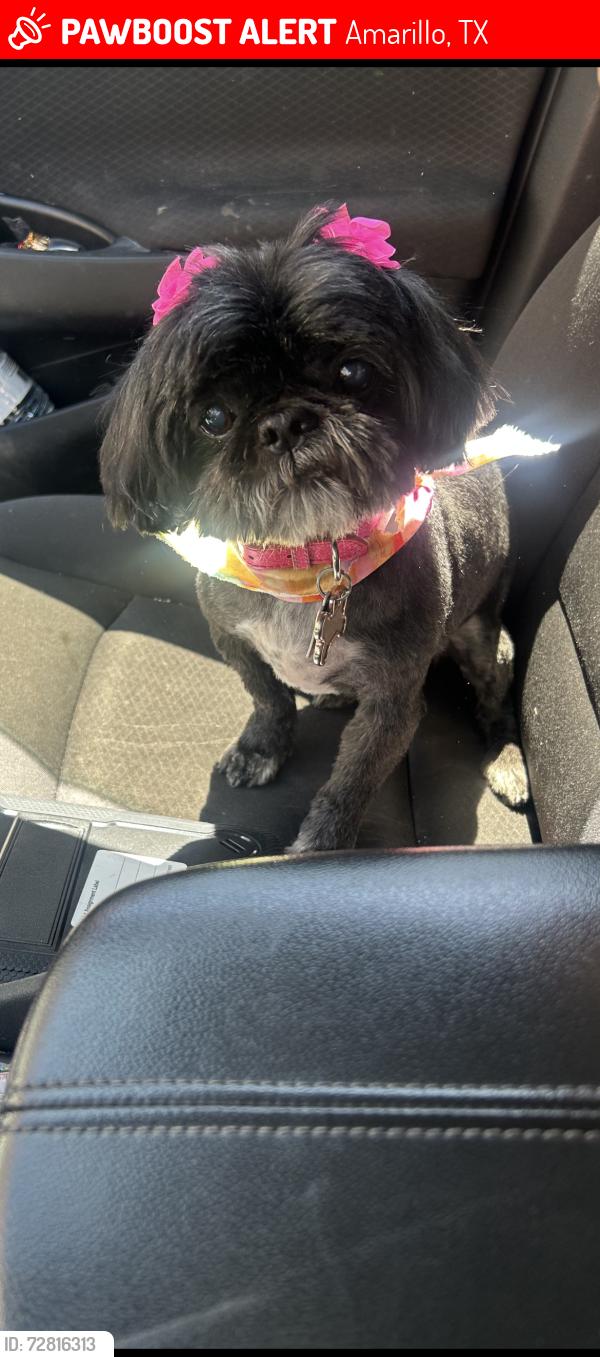 Lost Female Dog last seen Oakdale neighborhood , Amarillo, TX 79103