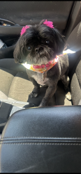 Lost Female Dog last seen Oakdale neighborhood , Amarillo, TX 79103