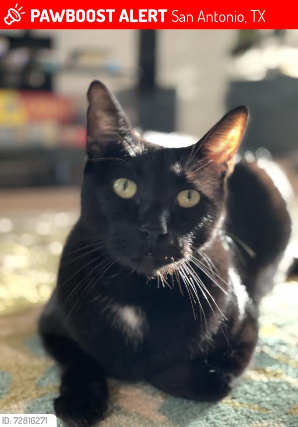 Lost Male Cat last seen Stone Ridge neighborhood near Wetmore , San Antonio, TX 78247