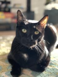 Lost Male Cat last seen Stone Ridge neighborhood near Wetmore , San Antonio, TX 78247