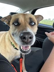 Found/Stray Female Dog last seen NE corner of Cheney lake , Cheney, KS 67025