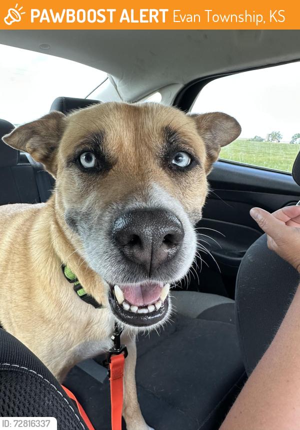 Found/Stray Female Dog last seen NE corner of Cheney lake , Cheney, KS 67025