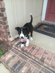 Found/Stray Unknown Dog last seen Kimberly Rd, Albertville, AL 35950