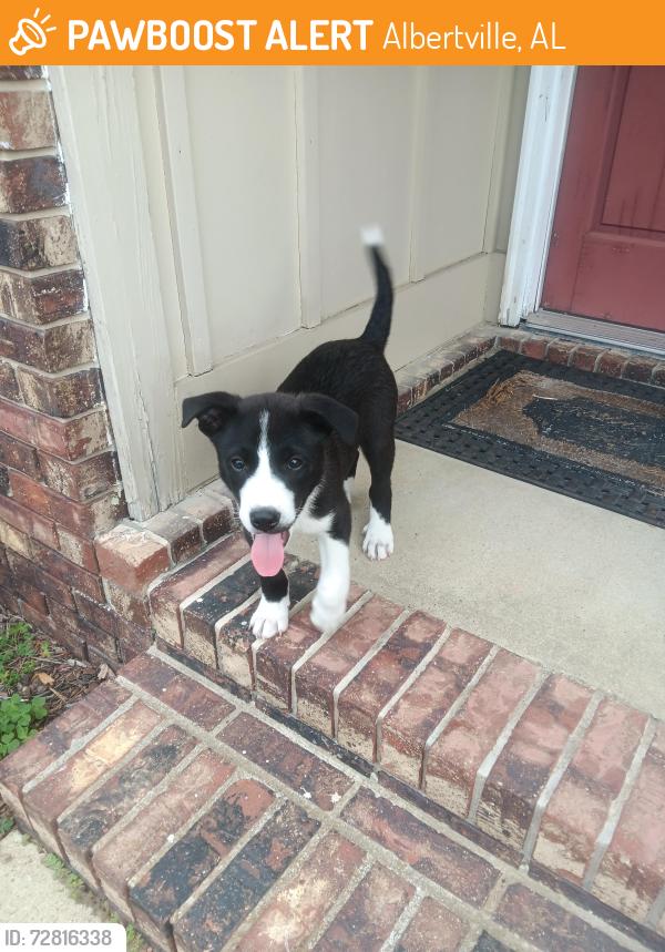 Found/Stray Unknown Dog last seen Kimberly Rd, Albertville, AL 35950