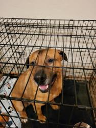 Found/Stray Male Dog last seen Fruit and Weldon , Victorville, CA 92394