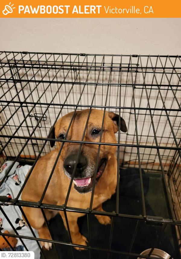 Found/Stray Male Dog last seen Fruit and Weldon , Victorville, CA 92394