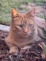 Lost Male Cat last seen Patton and Norris, Bakersfield, CA 93308