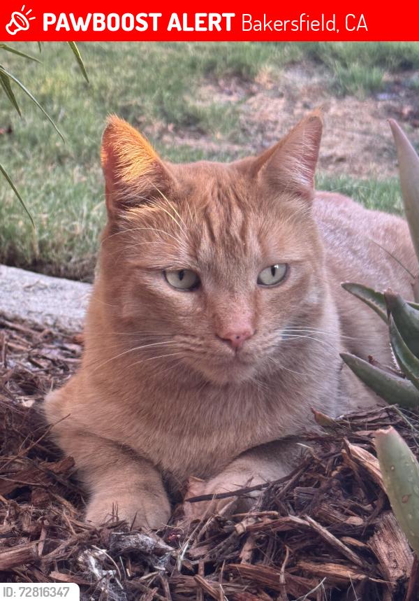 Lost Male Cat last seen Patton and Norris, Bakersfield, CA 93308
