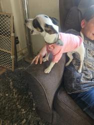 Lost Female Dog last seen Oasis , Caldwell, ID 83607