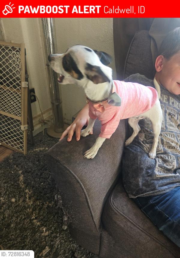 Lost Female Dog last seen Oasis , Caldwell, ID 83607