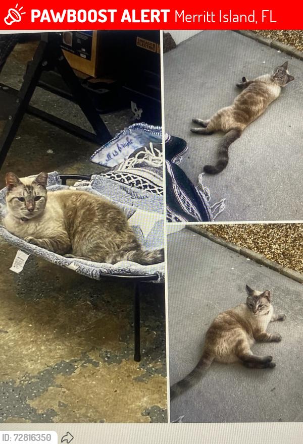 Lost Female Cat last seen Perth avenue and Mandarine st , Merritt Island, FL 32953