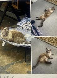 Lost Female Cat last seen Perth avenue and Mandarine st , Merritt Island, FL 32953