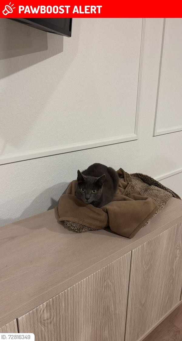 Lost Female Cat last seen Pinewood subdivision next to McCoys at 242, Montgomery County, TX 77357