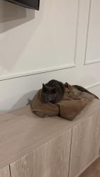 Lost Female Cat last seen Pinewood subdivision next to McCoys at 242, Montgomery County, TX 77357
