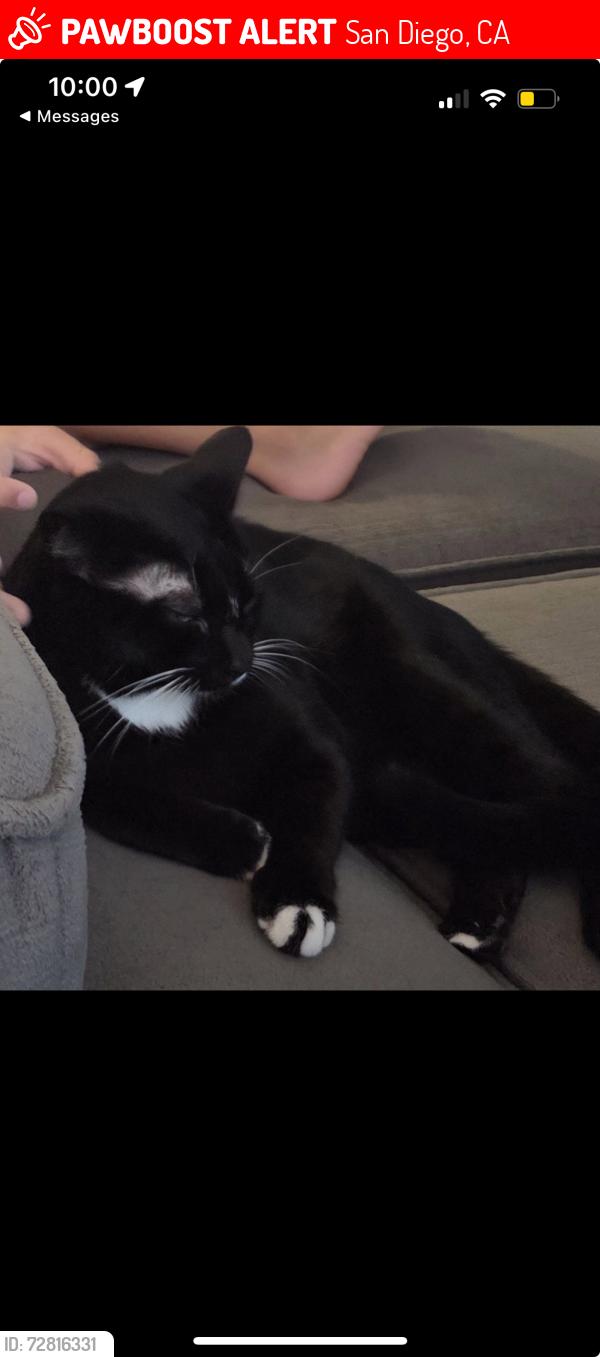 Lost Female Cat last seen Ulric Street, San Diego, CA 92111
