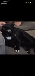 Lost Female Cat last seen Ulric Street, San Diego, CA 92111