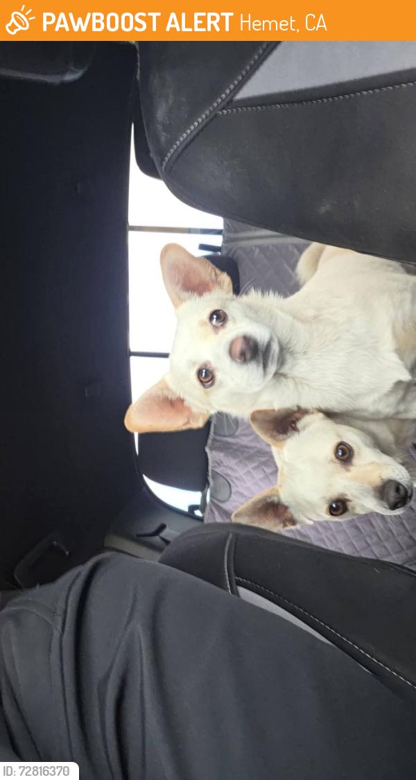 Found/Stray Male Dog last seen Park Hill and Menlo Ave, Hemet, CA 92544