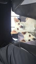 Found/Stray Male Dog last seen Park Hill and Menlo Ave, Hemet, CA 92544