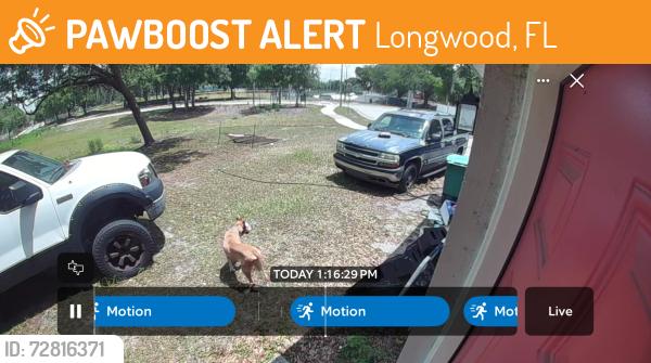 Found/Stray Unknown Dog last seen Candyland skate park , Longwood, FL 32750