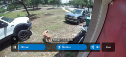 Found/Stray Unknown Dog last seen Candyland skate park , Longwood, FL 32750