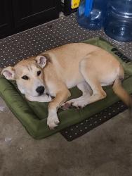 Found/Stray Female Dog last seen C. Avenue and Sultana St , Hesperia, CA 92345