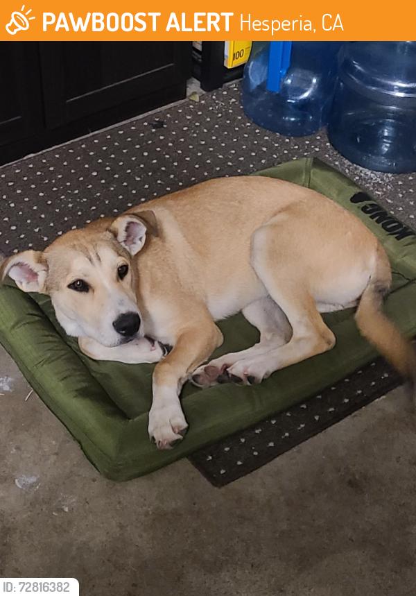 Found/Stray Female Dog last seen C. Avenue and Sultana St , Hesperia, CA 92345