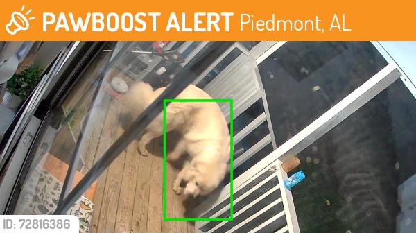 Found/Stray Male Dog last seen Highway 21 Piedmont , Piedmont, AL 36272