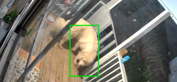 Found/Stray Male Dog last seen Highway 21 Piedmont , Piedmont, AL 36272