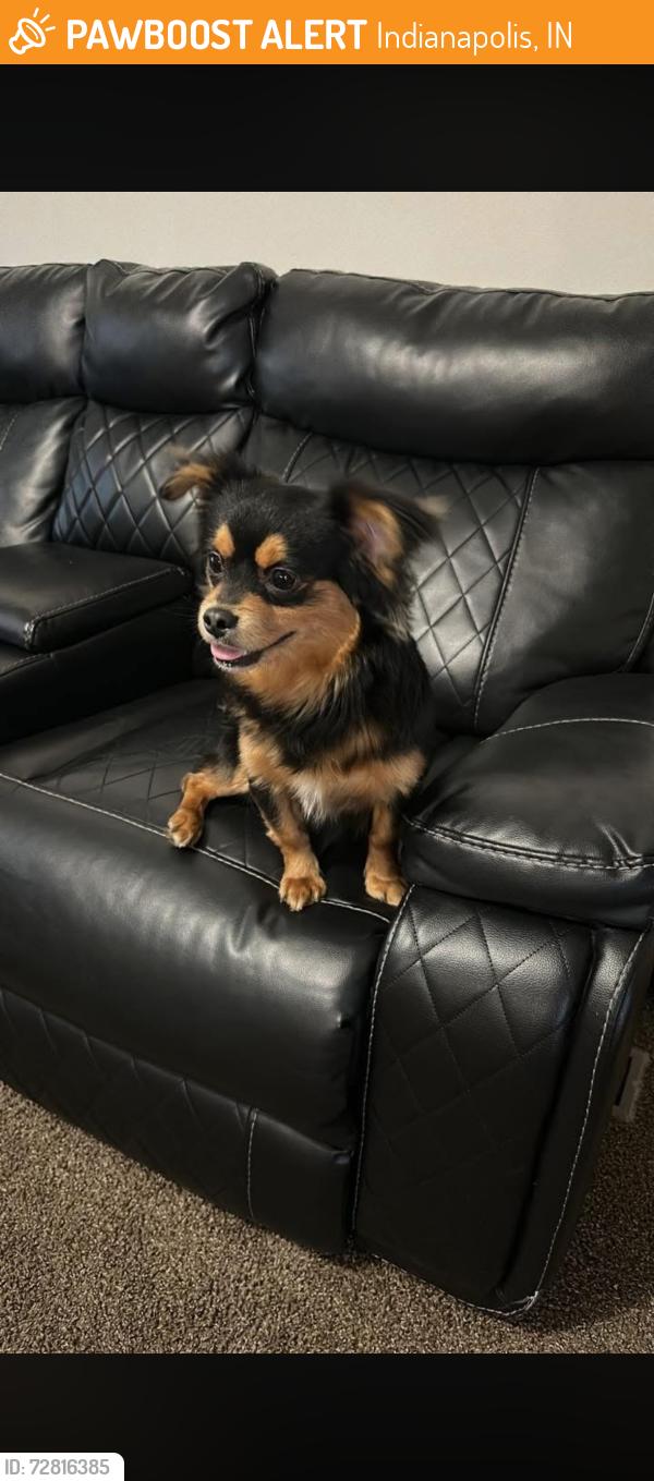 Found/Stray Female Dog last seen Mindy y 52 , Indianapolis, IN 46235