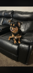 Found/Stray Female Dog last seen Mindy y 52 , Indianapolis, IN 46235