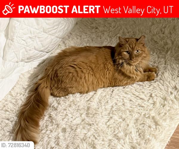 Lost Male Cat last seen He went out the back into the yard, crossing between the neighboring hses! Between the streets Bona Dea Blv, Rishel Circ, 6115 West, 6180 west and 4330 south , West Valley City, UT 84128